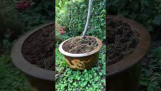 Weeping blue atlas cedar starting to recover after I rescued the tree