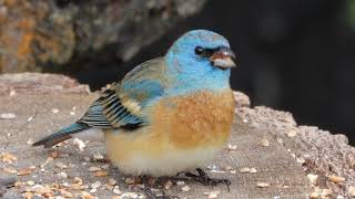 Lazuli Bunting