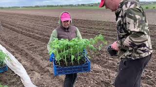 Ранняя Посадка томатов в открытый грунт! Стройка русской печи!