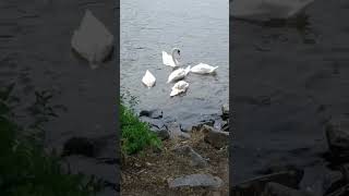 Swans on the Main. Frankfurt am Main.Germany. #birds #travel #tram #germancity #spring #goose