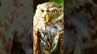 Relaxing Owl Sounds: Soothing Hoots and Calls for Sleep & Meditation 🦉🌙