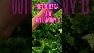 pietruszka zwyczajny o nadzwyczajnej mocy #rosliny #pietruszka