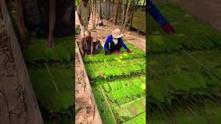 #cambodia ,these leaves can become a beautiful roof for house.#shorts