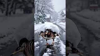 Mudher daks #duck #birds #winter