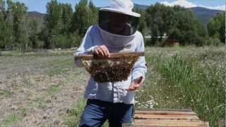 Beekeeping Methods: How to Manage Bees Naturally with Top-Bar Hive System