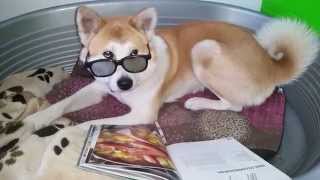 2015 Luxa, our Akita dog, reading a cookery book