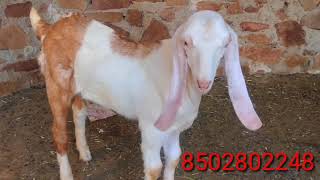 Qasmi goat farm pipar ke sojat ful pink me goats