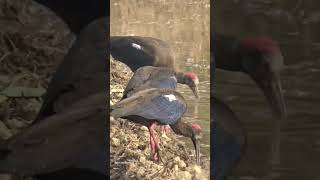 Red Naped Ibis Bird❤ #birds #beautiful #shortsfeed #beautifulbird #watch #views #look #shorts #love