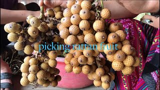 New - Today Ly Thi Cuc went to pick rattan fruit and cut rattan buds, everyone