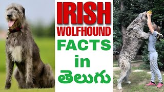 IRISH WOLFHOUND DOG FACTS IN TELUGU | Taju Logics