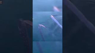 Los regalecos, peces remo o peces sable #oceano #pez #pezremo #oarfish #viral #animalsvideo