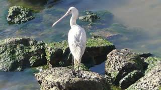 Platalea leucorodia Linnaeus, 1758 čes. kolpík bílý