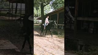 Learning to go on a loose rein. 😍 #horsegirl #cowgirl #halfarabian #oldenburg #apbeauregard #horse