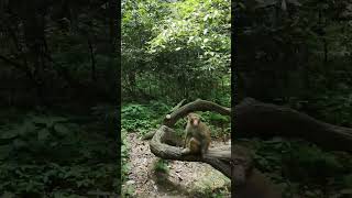 Monkeys | Animals | Nature Enthusiast | #shorts #asmr #oddlysatisfying