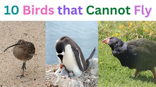 10 Birds Cannot fly names and images | Birds that not able to fly | Walking birds