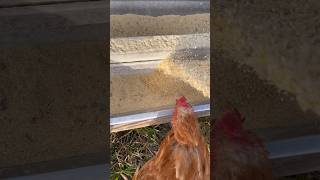 How I feed the chickens.