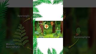 LIFECYCLE OF FERN PLANT| #biology #funfactoftheday #cuckookidschannel #kidseducation #viral #shorts