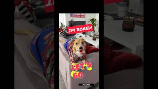 I'M BORED!! Let's GO!!😂🐶😂sound credit✨@rxckstxr ✨ #dog#shorts#funny#shortvideo#youtubeshorts