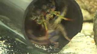 Peacock Mantis Shrimp kills Blue-ringed Octopus