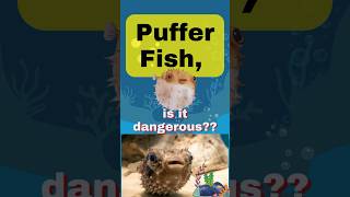 Is Puffer Fish Dangerous? Underestimating the Puffer Fish’s Surprisingly Powerful Bite!