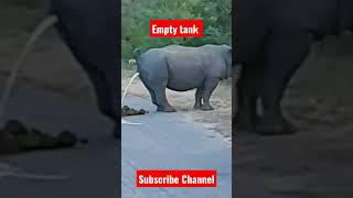 Rhino 🦏🦏 emptying his tank #youtube #animals #viral #shortsfeed #shorts