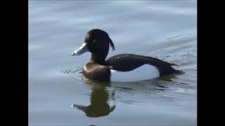 Tufted Ducks spin round and round Feb 2019