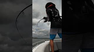 Topwater FISHING for PELAGICS #shorts