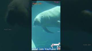 Manatees fish swimming in Water | manatee | Dugong | Sea Cow | samundri gay machhali | समुद्री मछली