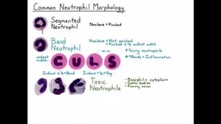 Neutrophil Morphology