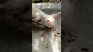 Teganya, Pincang dan Bulu Lengkap Lem #shots #cat #kucing #catmeow #cats #catvideos #catlover