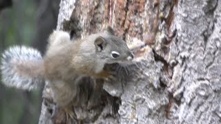 Mt. Graham Red Squirrel! | Spot