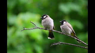 The Beautiful Birds in 4K Nature Relaxation ( No Music) 100% pure Nature 4k Wildlife