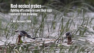 Red-Necked Grebes Desperately Trying to Save Their Nest and Eggs from Drowning