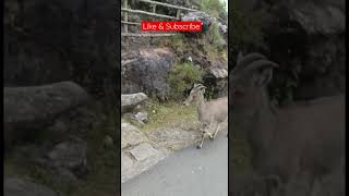 #Nilgiri #tahr #keralatourism  #video #shorts