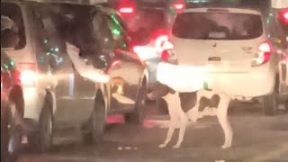 Street Mother Dog Asking For Food /Starving Dog begging for food