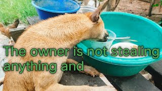 #The #owner #is #not #stealing #anything #and #dog #animals #love #cuteanimal