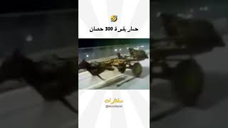 حمار بقوة 300 حصان