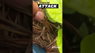 How to Identify Vegetables Disease Attack in your Farm / Backyard Garden 🪴