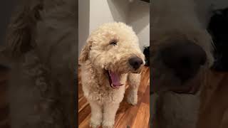 Buddy in a great mood today #fluffballs #dogbreed #goldendoodlebestwone #cutedog #dogball