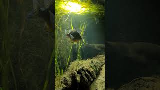 AMAZING NA native biotope!