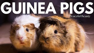 Guinea Pig Delights | Furry Cuteness Galore 🐹