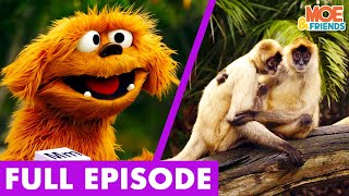 M is for Monkeys | Full Episode | Kids Learn About The World Around Them | The Moe Show #MoeExplores