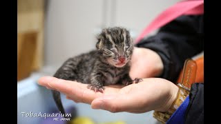 《鳥羽水族館》スナドリネコに赤ちゃんが誕生しました！