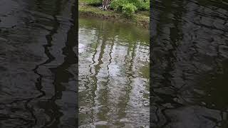 Beefy smallmouth bass in an Ohio canyon gorge creek!