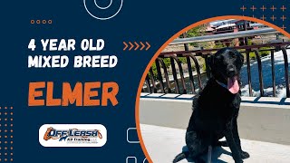 Mix Breed, 4 y/o, "Elmer" | Amazing Mix Breed Obedience Training