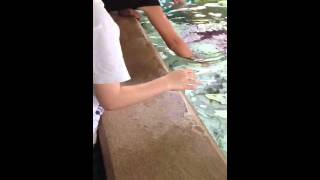 Vinny touching stingrays at SeaWorld