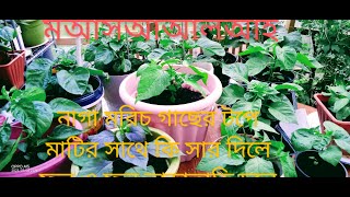 নাগা মরিচ গাছের টপে কি সার দিলে ফুল ও ফল তাড়াতাড়ি চলে আসে। The best way to grow Naga #bangla#2023