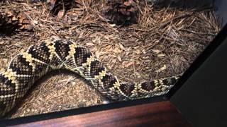 California Academy Of Sciences - Rattlesnake