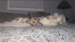 Sweet Dreams,  Rylie loves YOU! #goodnight #yorkies #Rylie