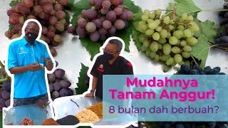 How To Grow Grapes - Mudahnya Tanam Anggur #grapes #anggur